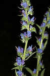 Common viper's bugloss